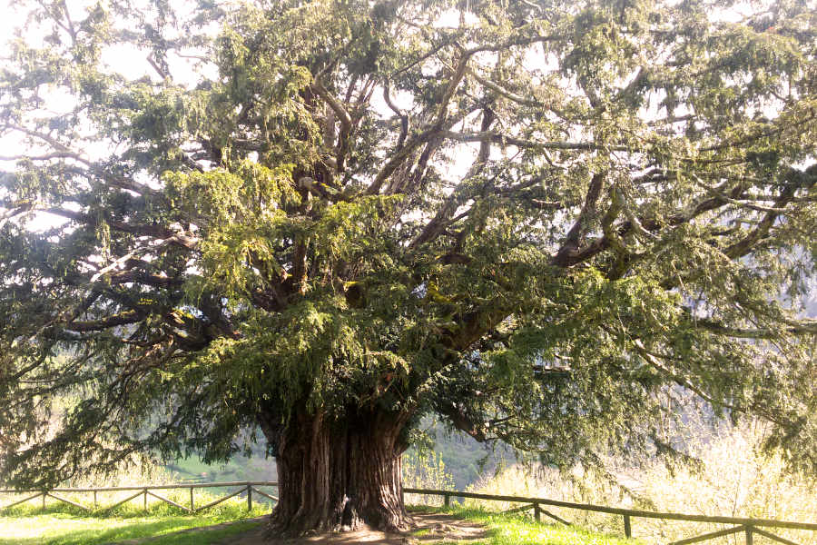 Alter, großer Baum